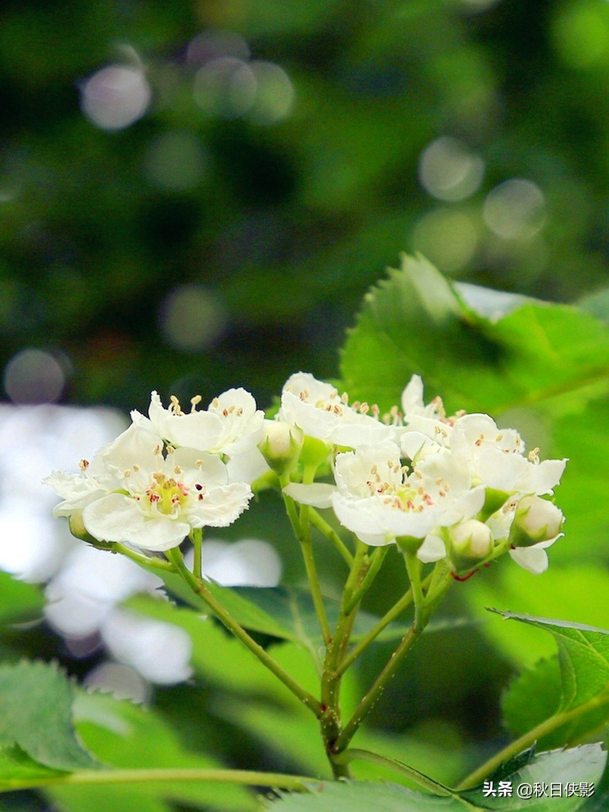 西湖的春天是旅行最美好的季节,走进西湖春天美景