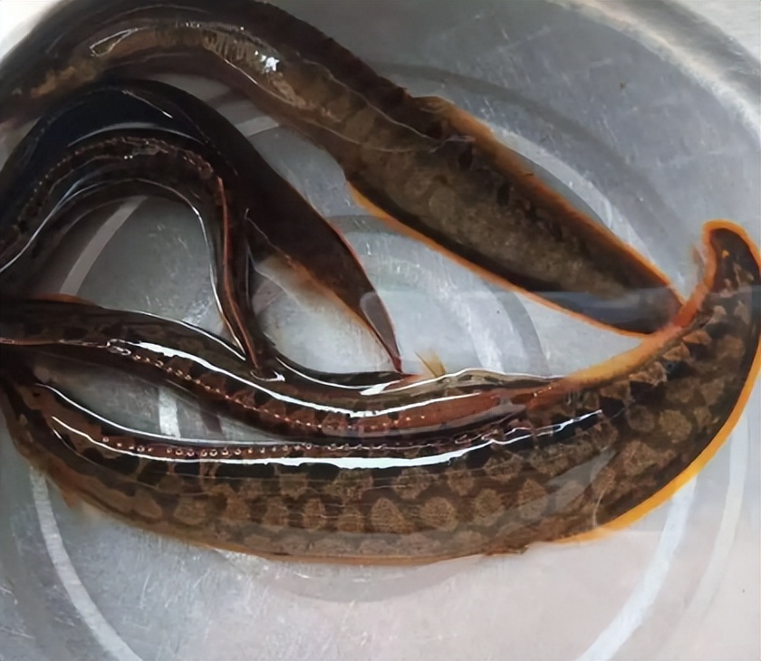 农村小杂鱼大全,农村5种不起眼的小杂鱼