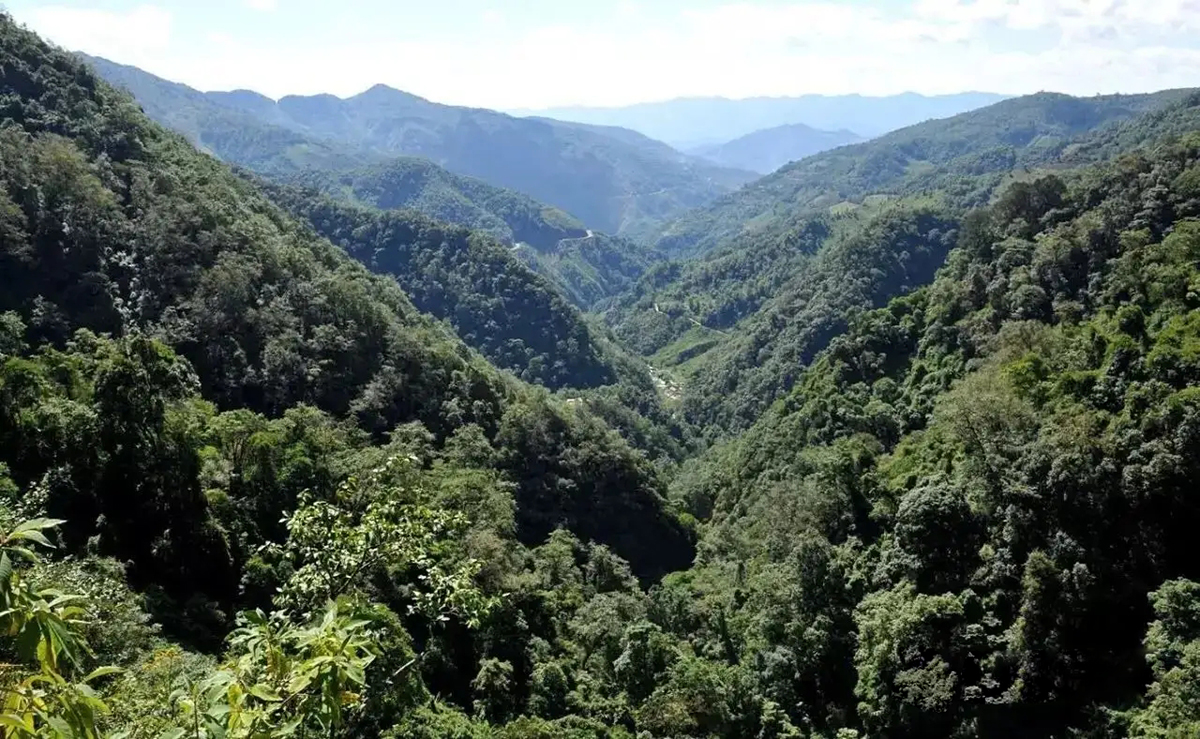 云南哀牢山有黑熊吗,凉山发现黑熊