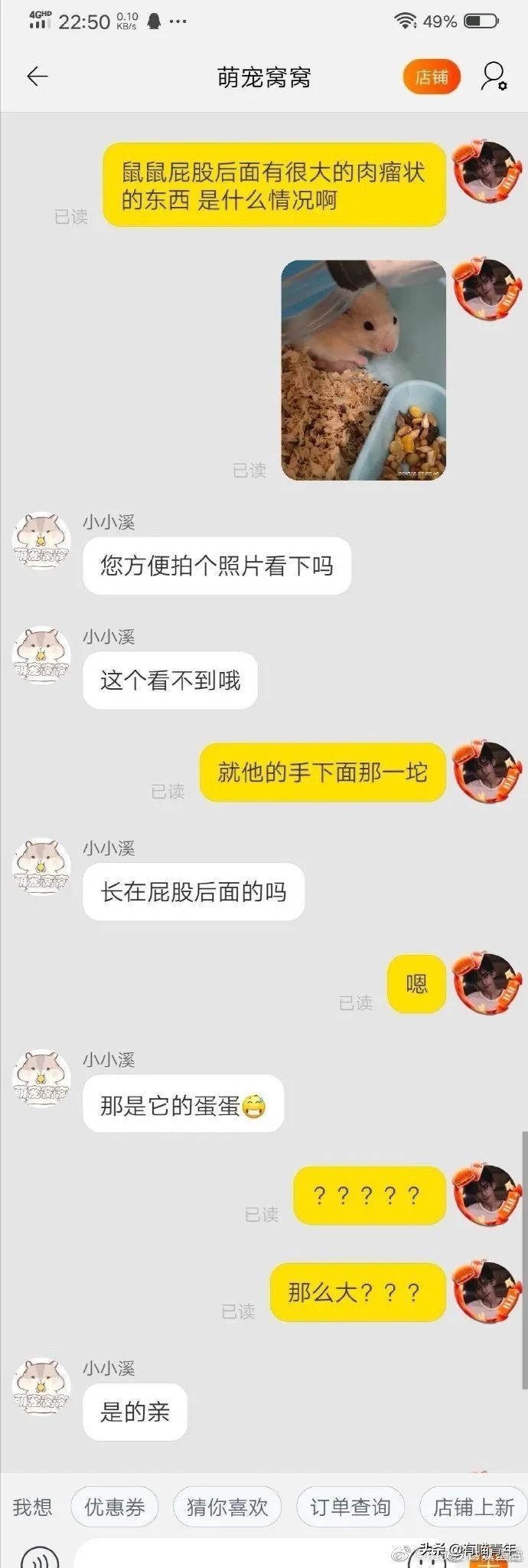 全世界唯一一只世界上最大的猫,世界上最小的体型最大的猫