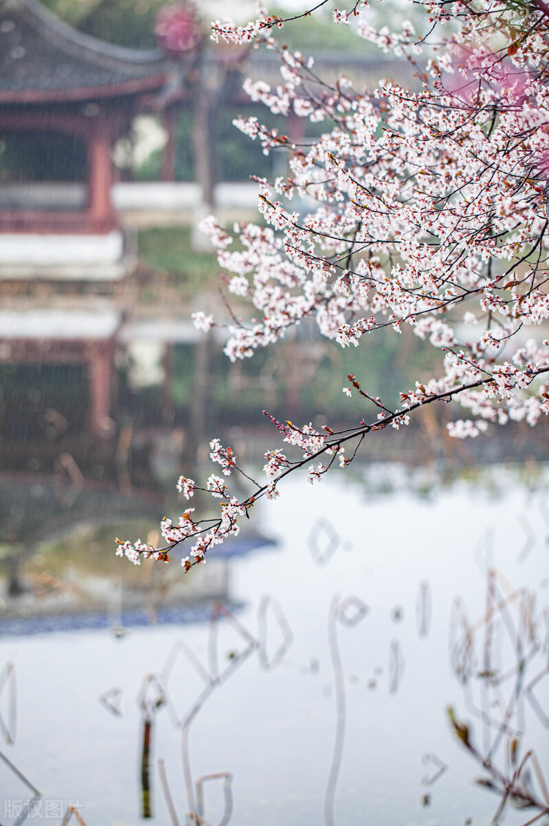 一道美丽的钓鱼风景,美丽的野钓风景