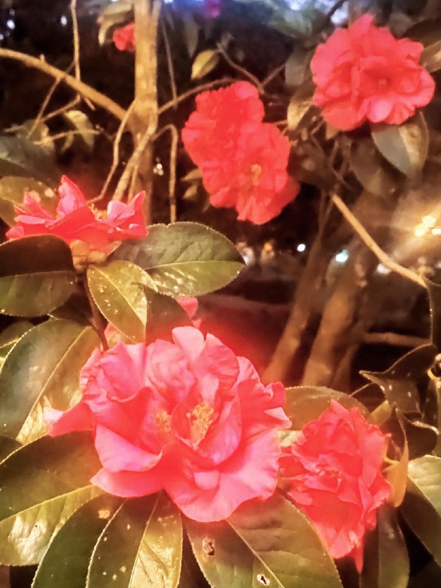 十一月云南旅游攻略腾冲 (从云南腾冲看云南旅游攻略)