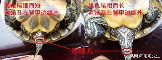 养乌龟又有哪些常识和技巧,新手养乌龟的十条建议