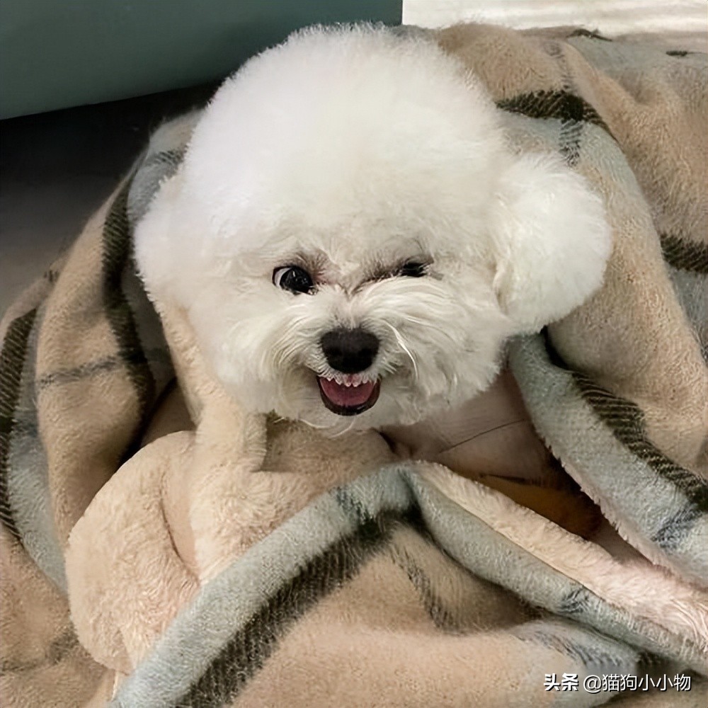 小比熊的睡姿代表什么,比熊睡觉什么姿势是正常的