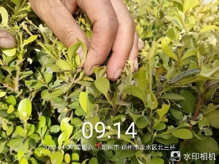 12月份园林绿化养护工作重点,元月份园林养护重点工作