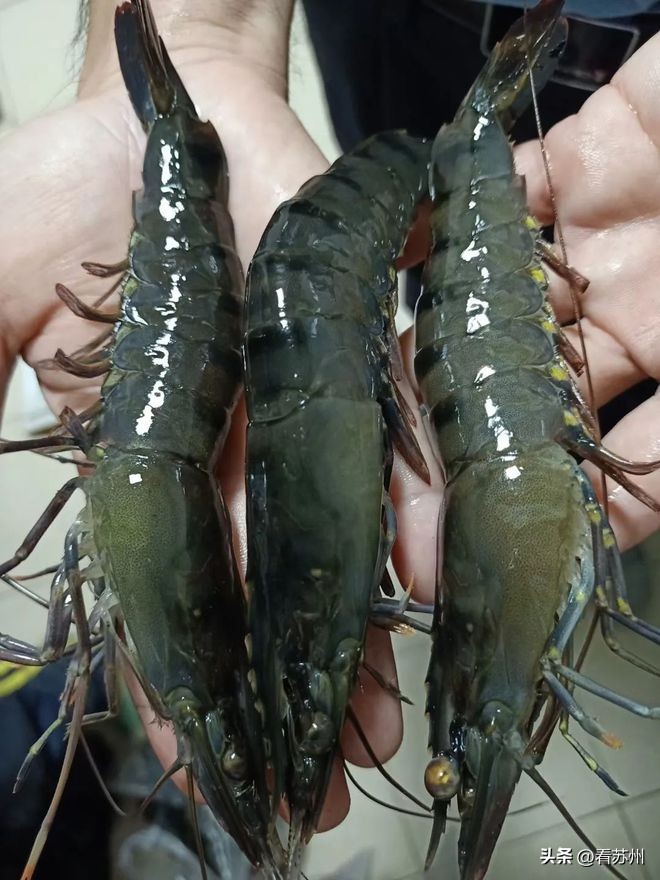 价格“腰斩”！苏州虾类迎来集中上市期