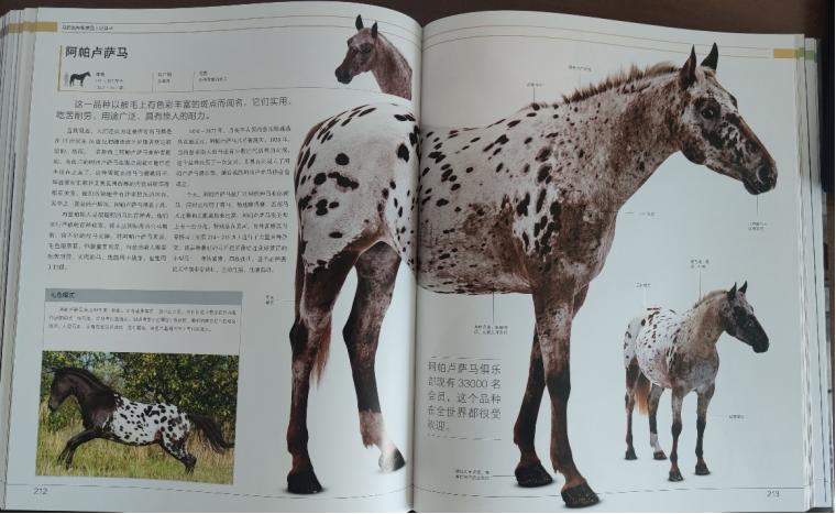 真正的斑马,你不了解的斑马