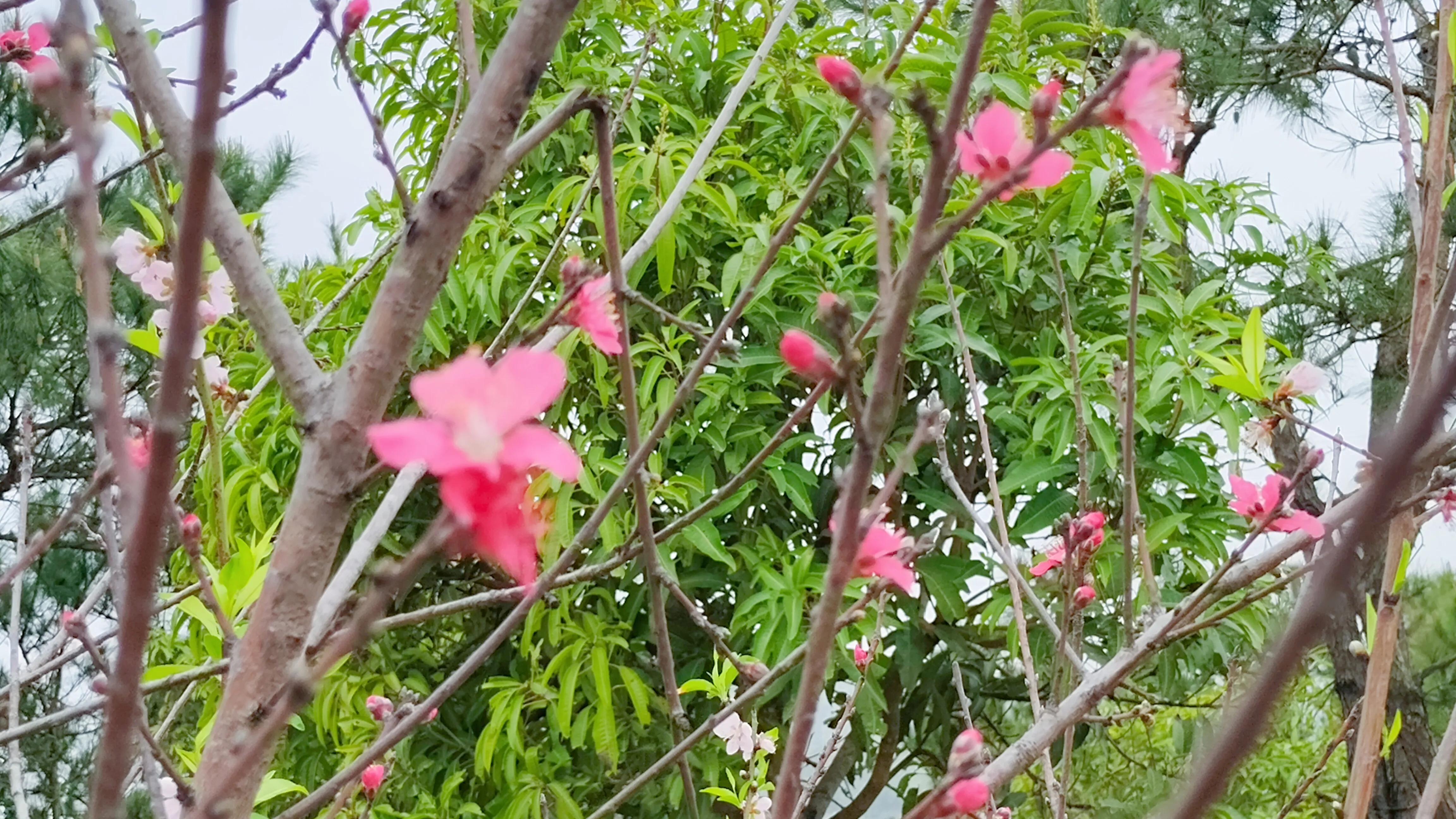 桃花古诗词歌曲,桃花古诗词最出名