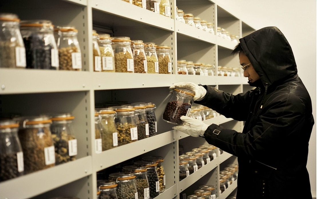 一包西兰花,中国西兰花种子突破