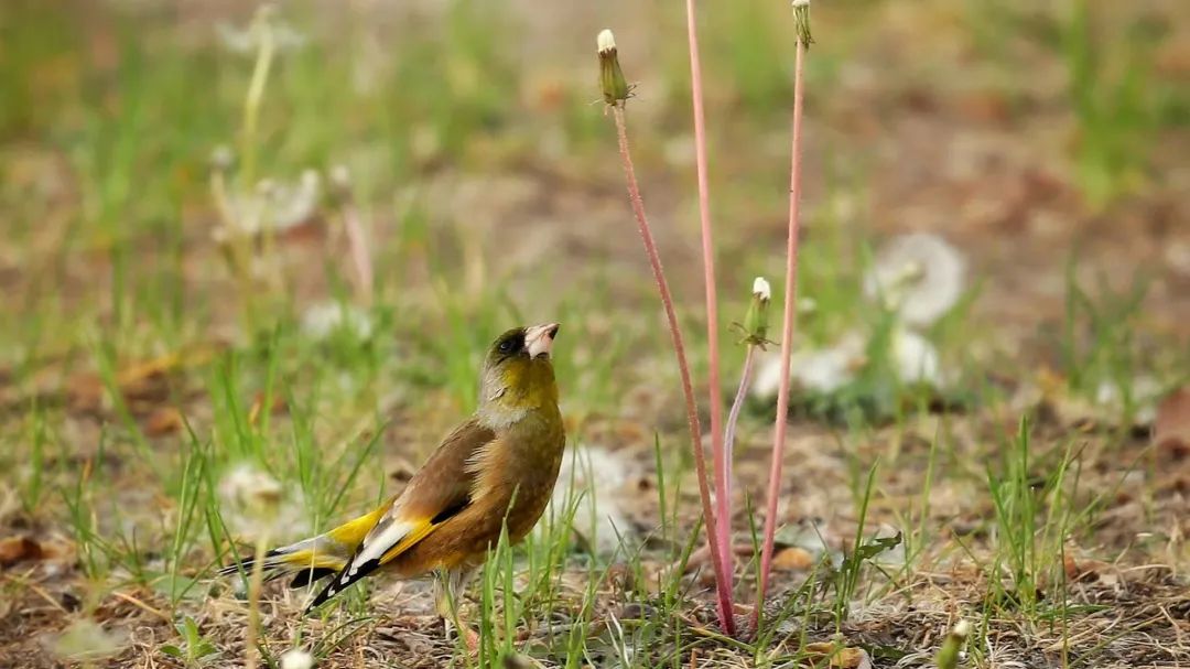 师大寻鸟记，这些小可爱，你都见过吗？