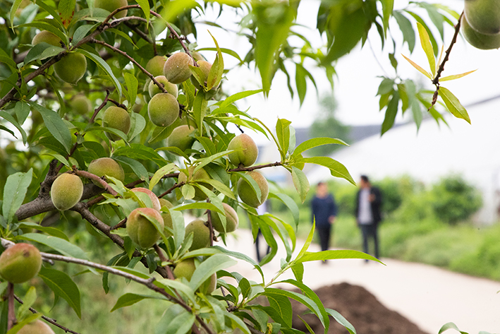 返乡创业青年种植大户,返乡种植养殖创业青年