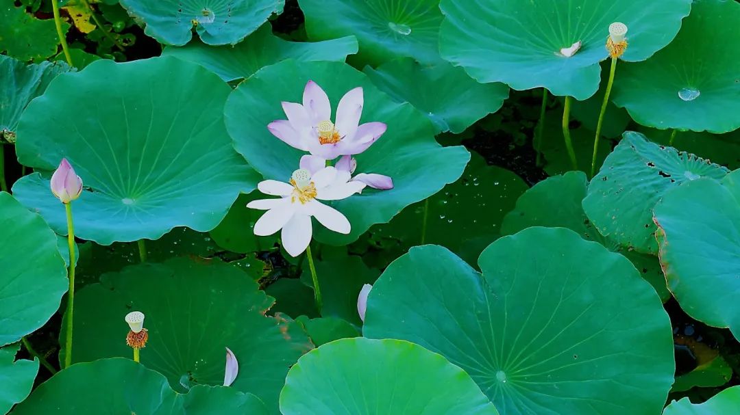 微山湖十万亩荷花竞相绽放,微山湖荷花美