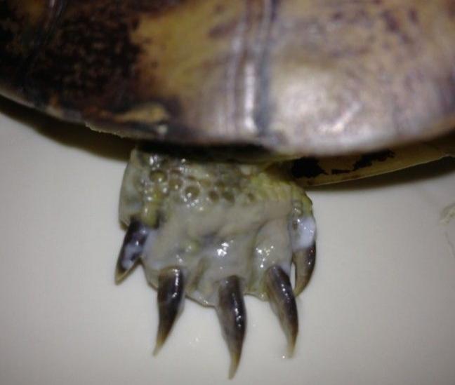 养了挺久的巴西龟突然爪子就断了，并且肿了是怎么回事呢？