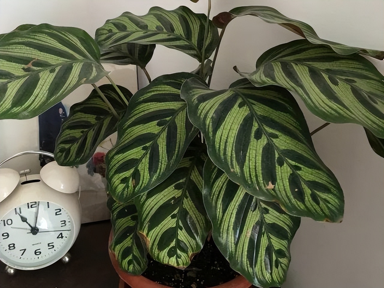 花卉养殖的技巧室内养什么花最好,什么大型花卉比较耐阴又好养