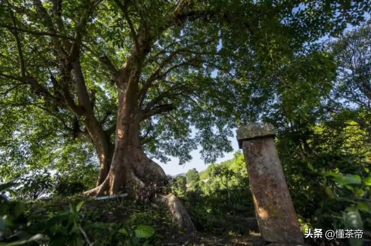 最贵的普洱茶是老班章吗,10年以上老班章普洱茶值多少钱