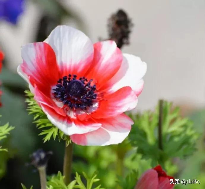 鲜花五彩缤纷争奇斗艳,最美鲜花一年四季都在争艳怒放
