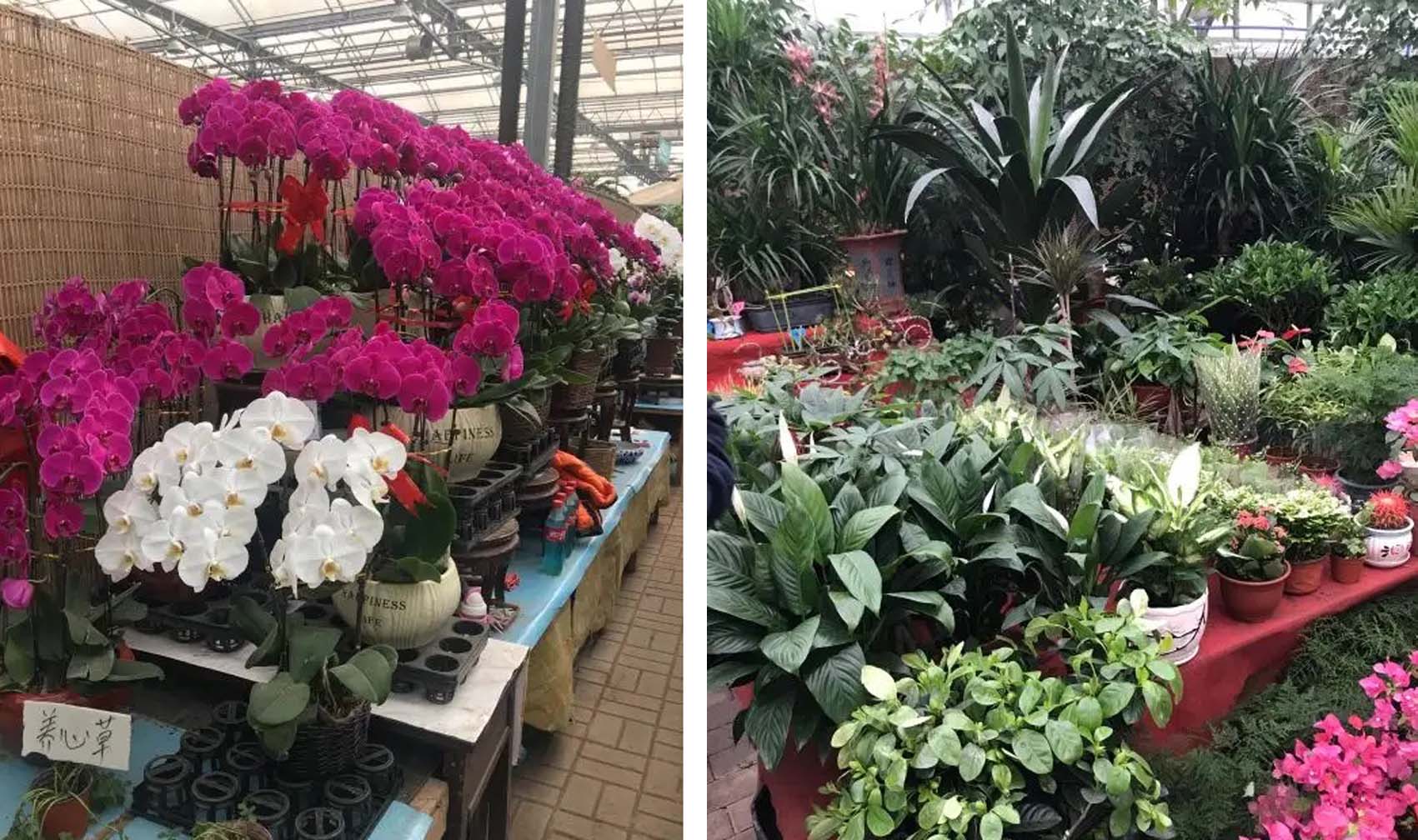 风云四季无余乐，一片痴情寄绿园，哪些往事让养花大叔最常追忆？