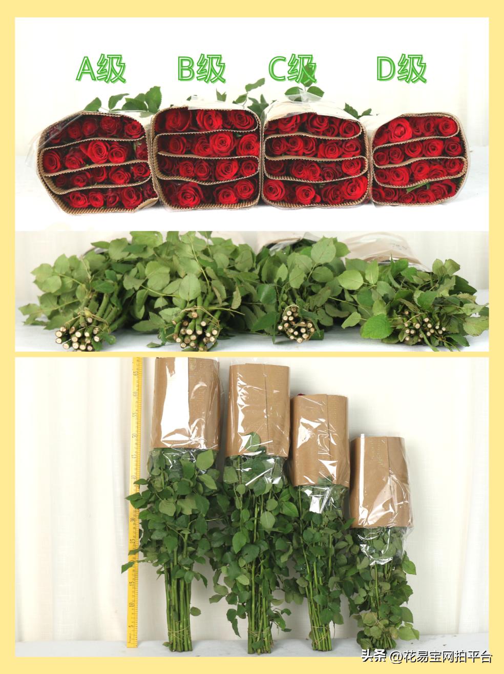 鲜花分级标准依据有哪些,鲜花种类等级排名