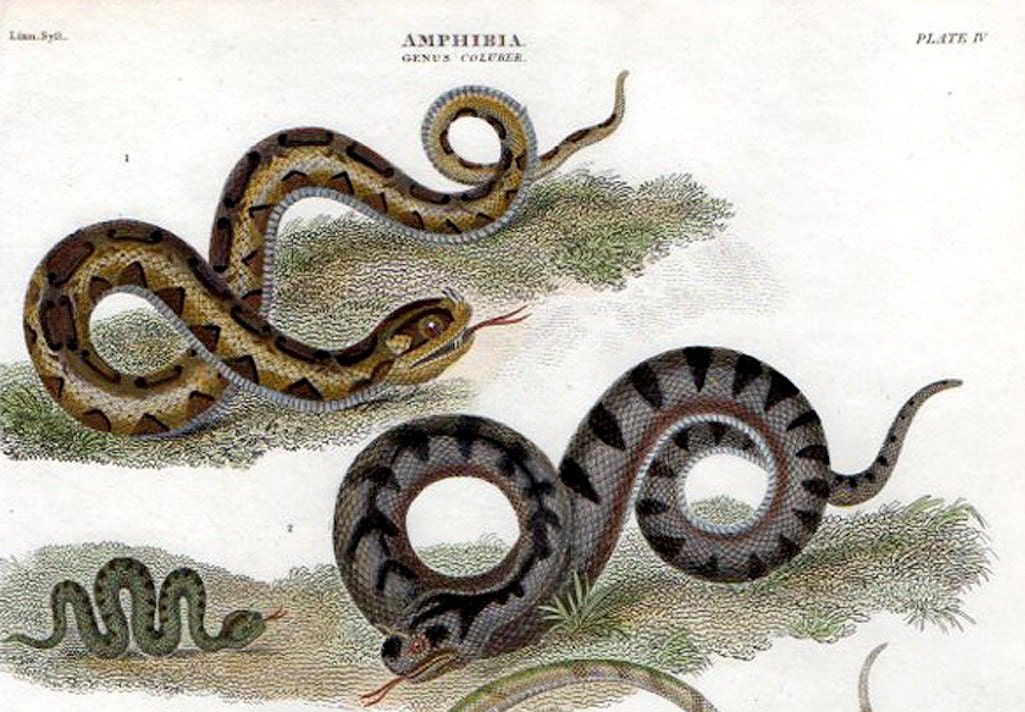 蛇吃黄鳝真会有危险吗,为什么蛇吃黄鳝会咬人