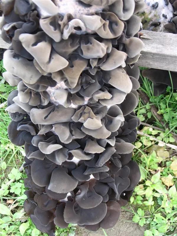 假水果苗木，坑的是零星种植户