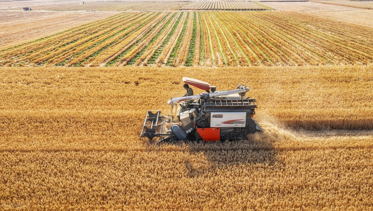 麦子是先旺后不能旺的真实情况,小麦拔节后怎么控旺
