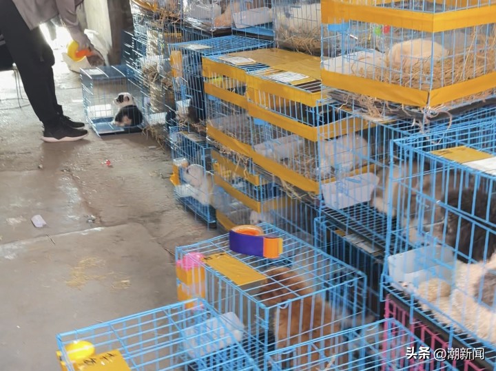 宠物线上代购主播的一出“好戏”背后圈套：谁演得好谁就赚得多