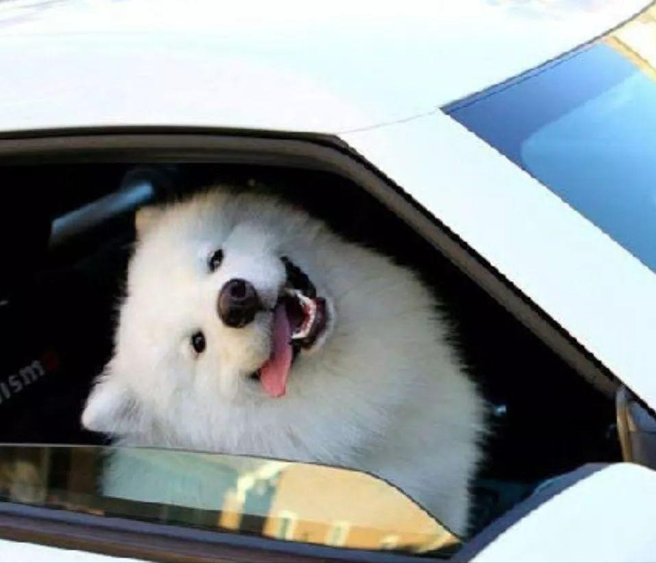 萨摩耶怎么去泪痕最快,萨摩耶狗身上掉毛怎么办