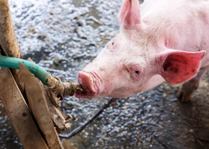 猪舍防暑降温的最佳方法,冬季养猪场怎么通风与保暖