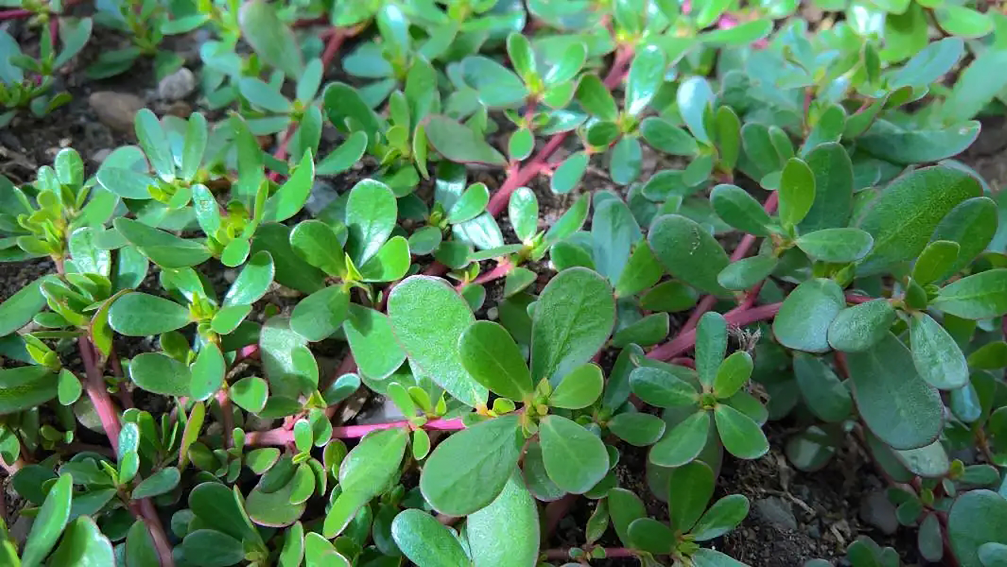 纯天然绿色食品马齿苋野菜美食,马齿苋是天然绿色食品