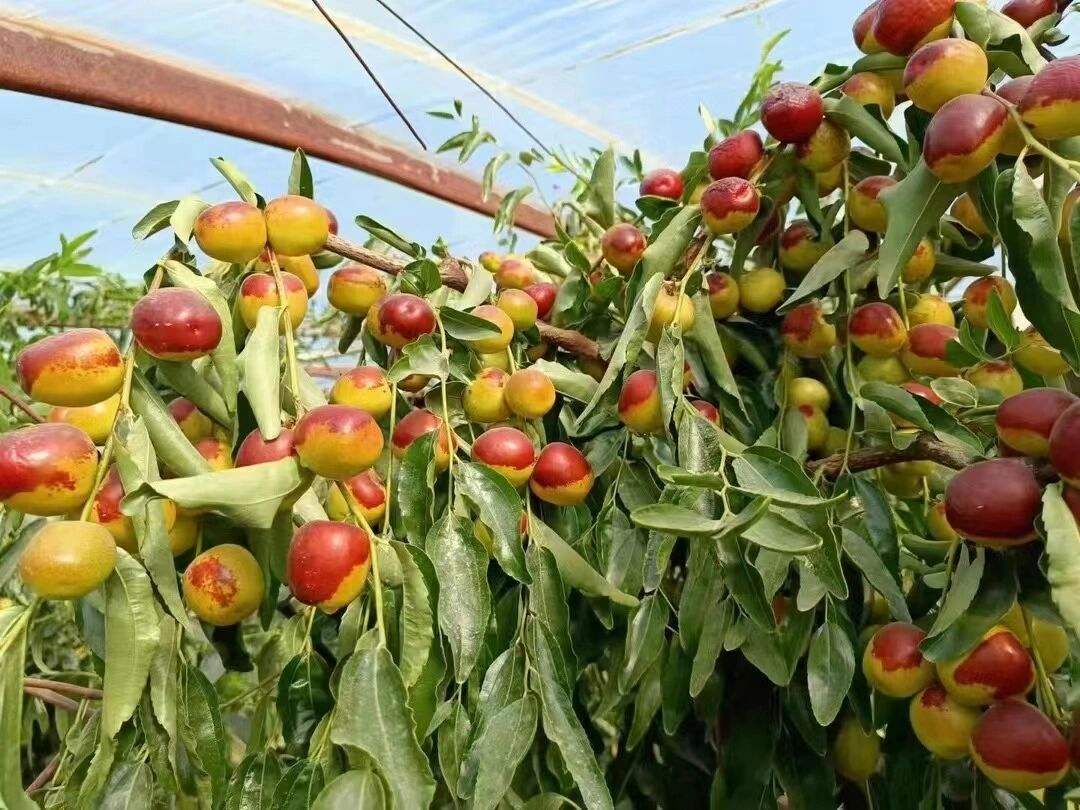 新疆瓜果为什么又甜又香,新疆种植的瓜果味道为什么特别甜