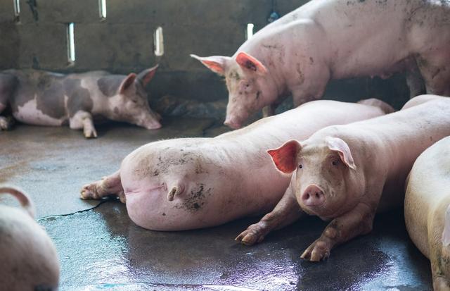 农村小伙发家致富的真实经历,农村小伙月收入10万致富新花样