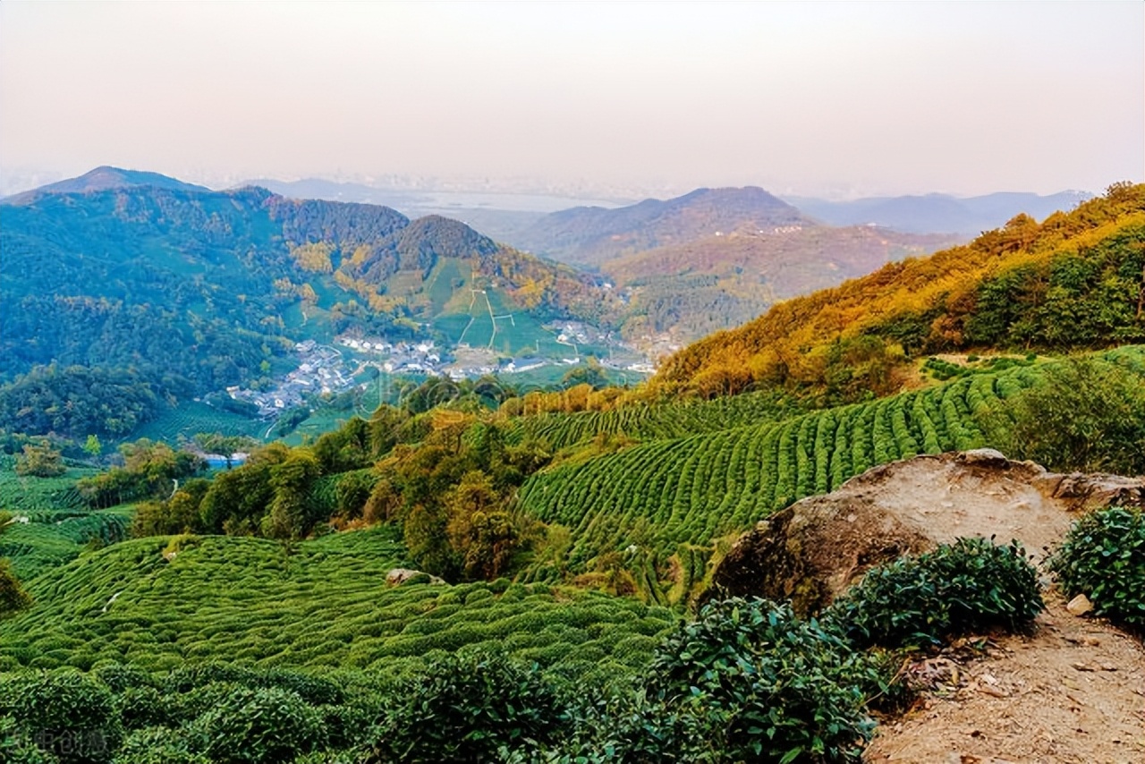 绿茶龙井茶叶直播,绿茶龙井茶叶价格表
