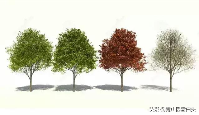 秋枫八角枫,八角枫与秋枫