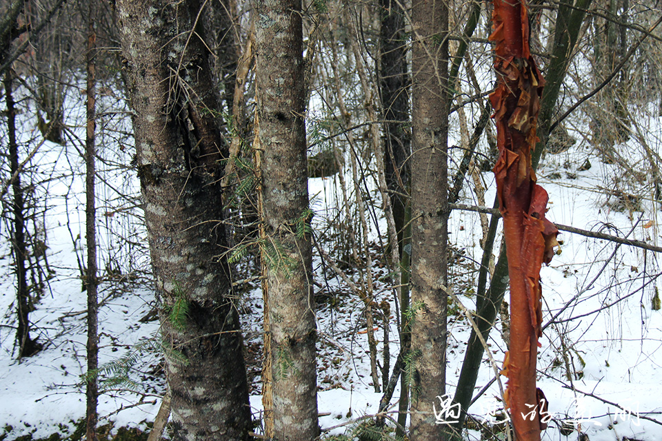 如果一生只去一个古城,一生去一次九寨沟