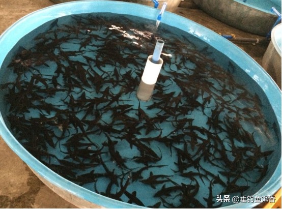 意外捕捞野生达氏鳇,达氏鳇增殖放流活动