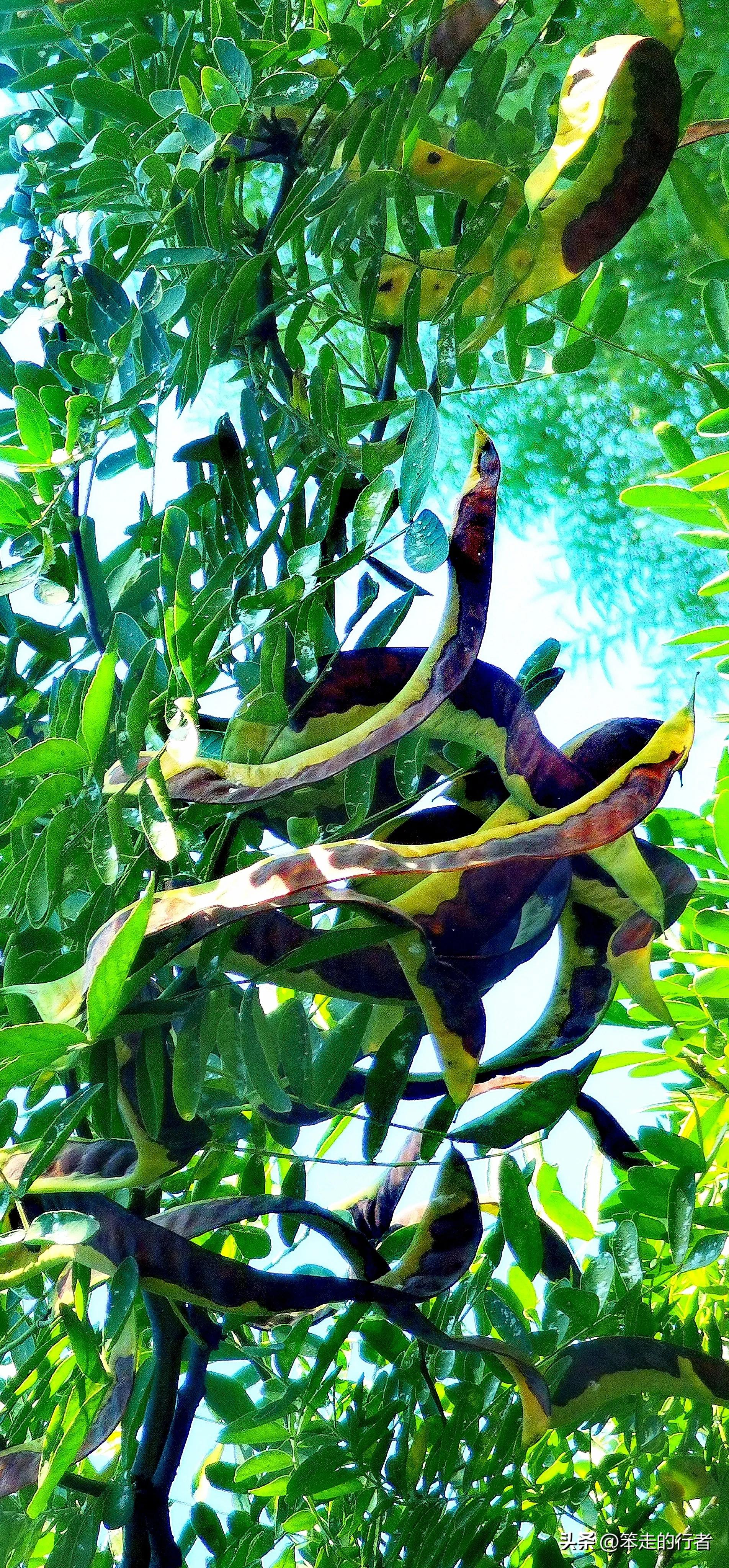 大皂角是皂荚吗,皂荚和长皂角