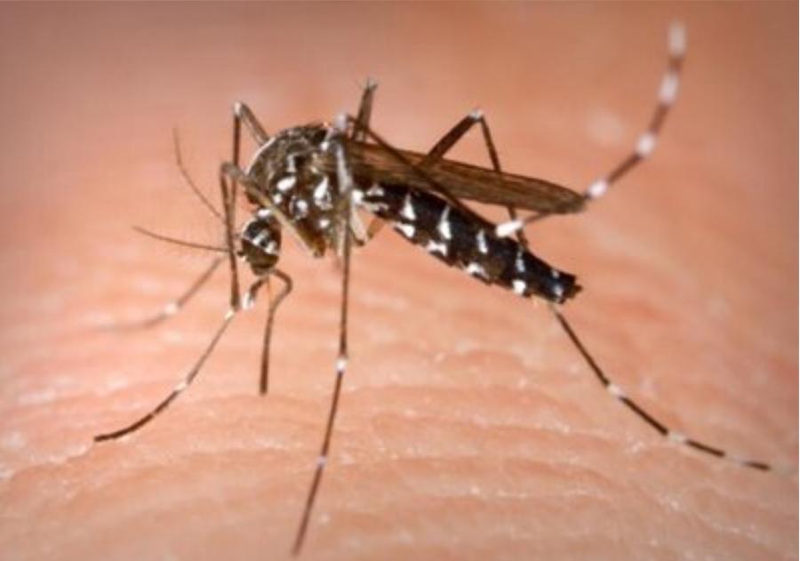 美国释放24万只转基因蚊子！全球紧急拉响警报，转基因有何可怕？