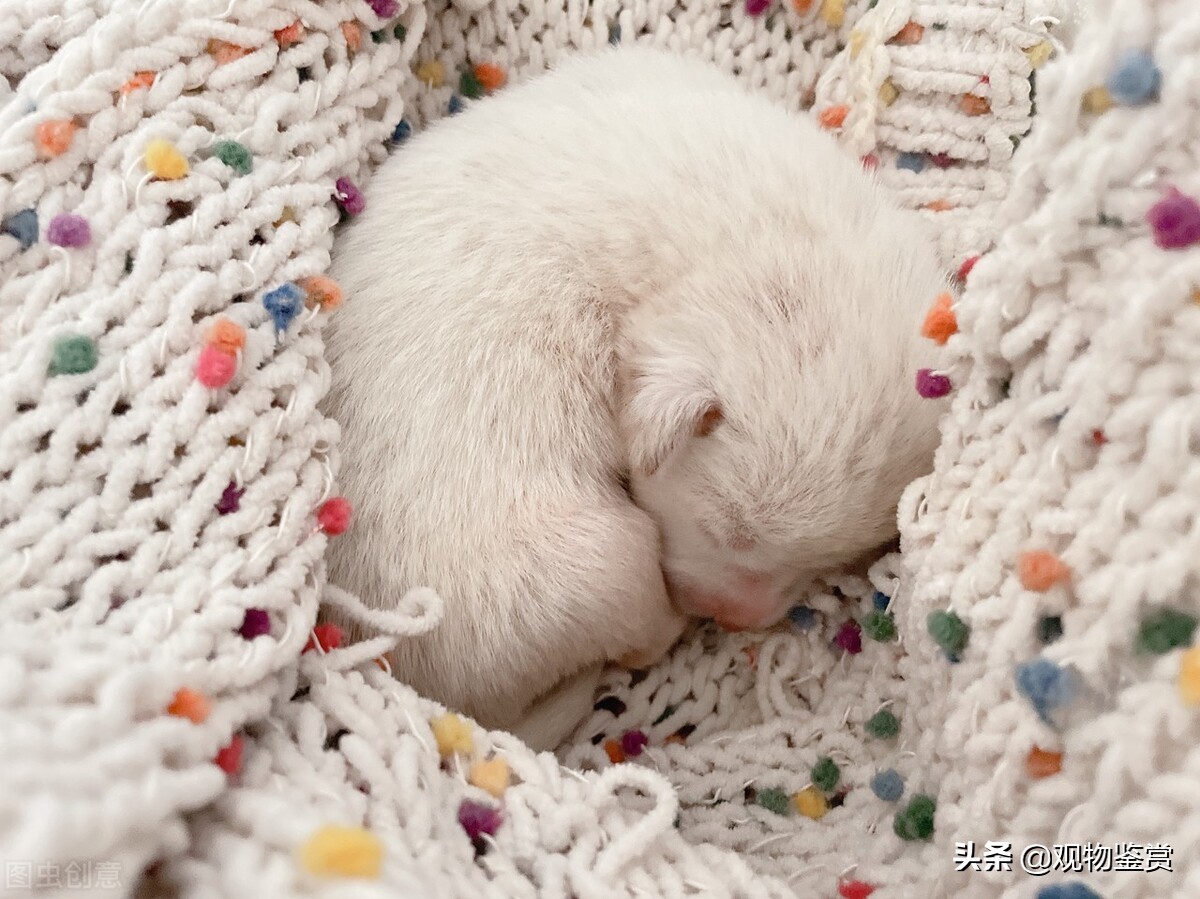 狗死了为什么三年内不养狗，狗死了多久，可以再养狗？