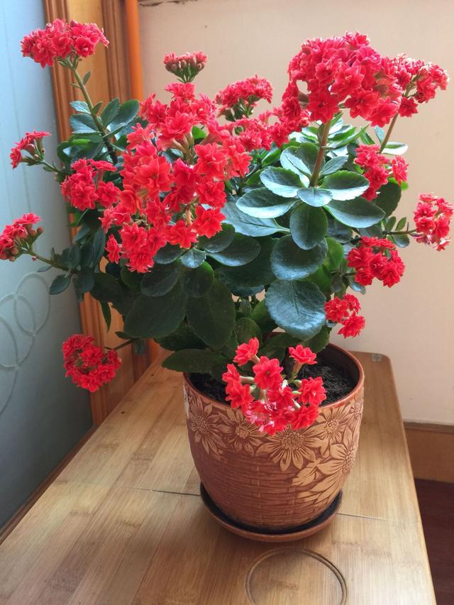 这10种花冬天最怕水越浇越死,5种花浇不死浇水越多长得越旺