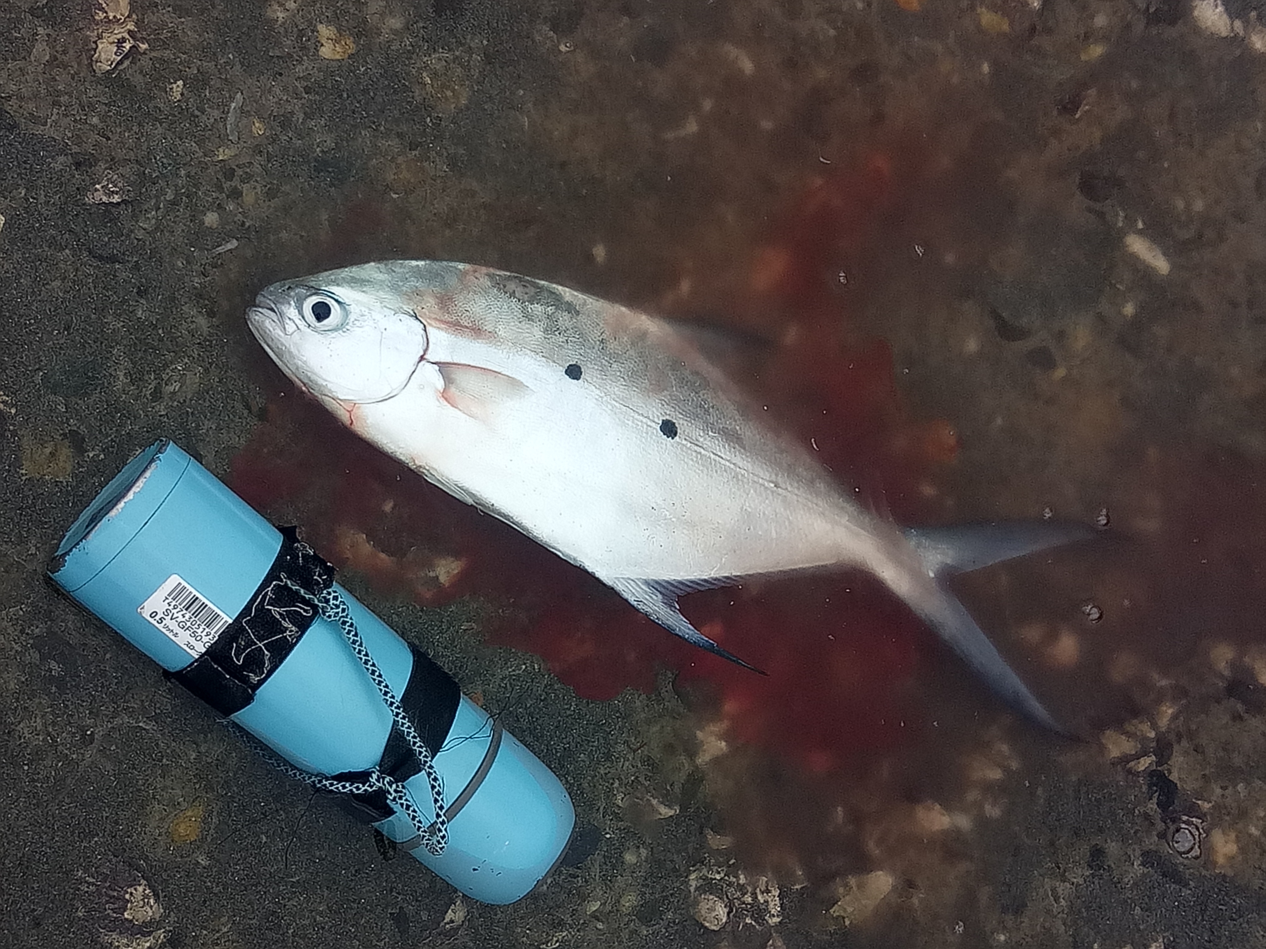 海钓花莲,花莲海钓视频全集