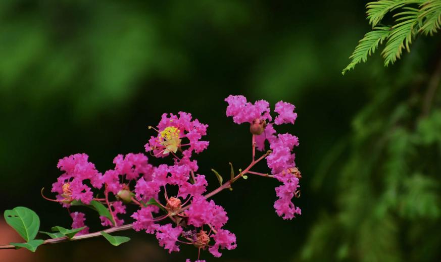 一树紫薇花,一树一树的紫薇花开