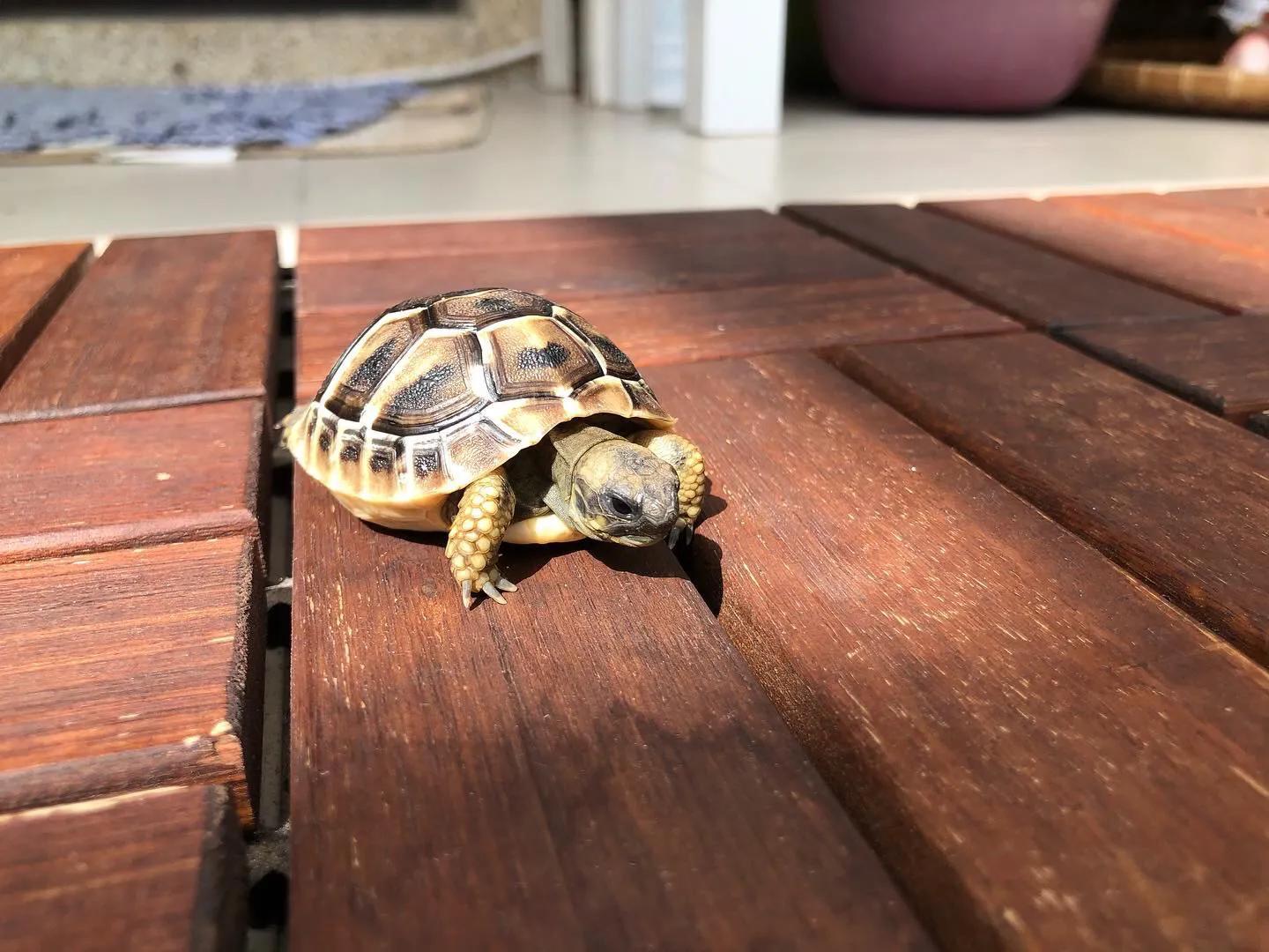 陆龟隆背原因,隆背陆龟