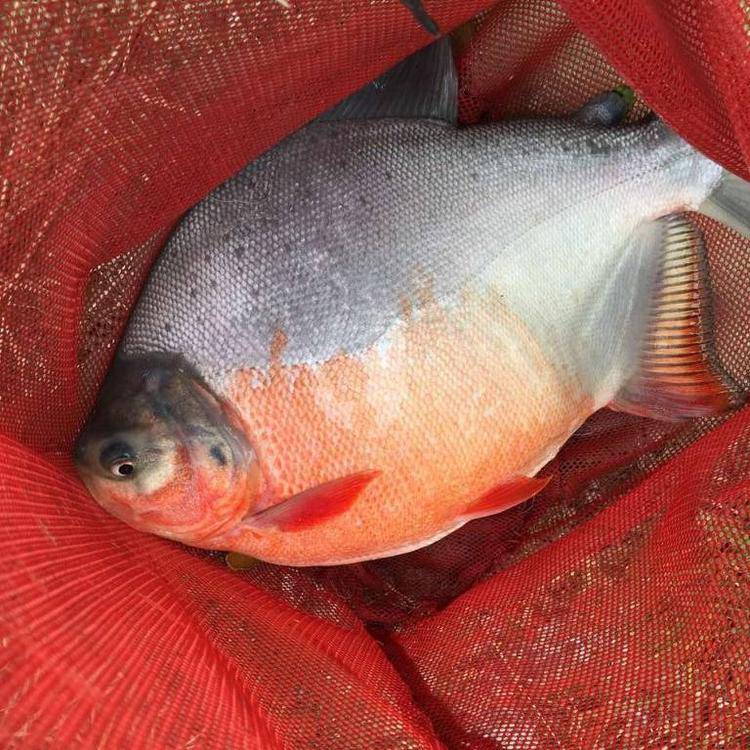 海鲳鱼和淡水鲳鱼有什么区别,海鲳鱼和银鲳鱼的区别