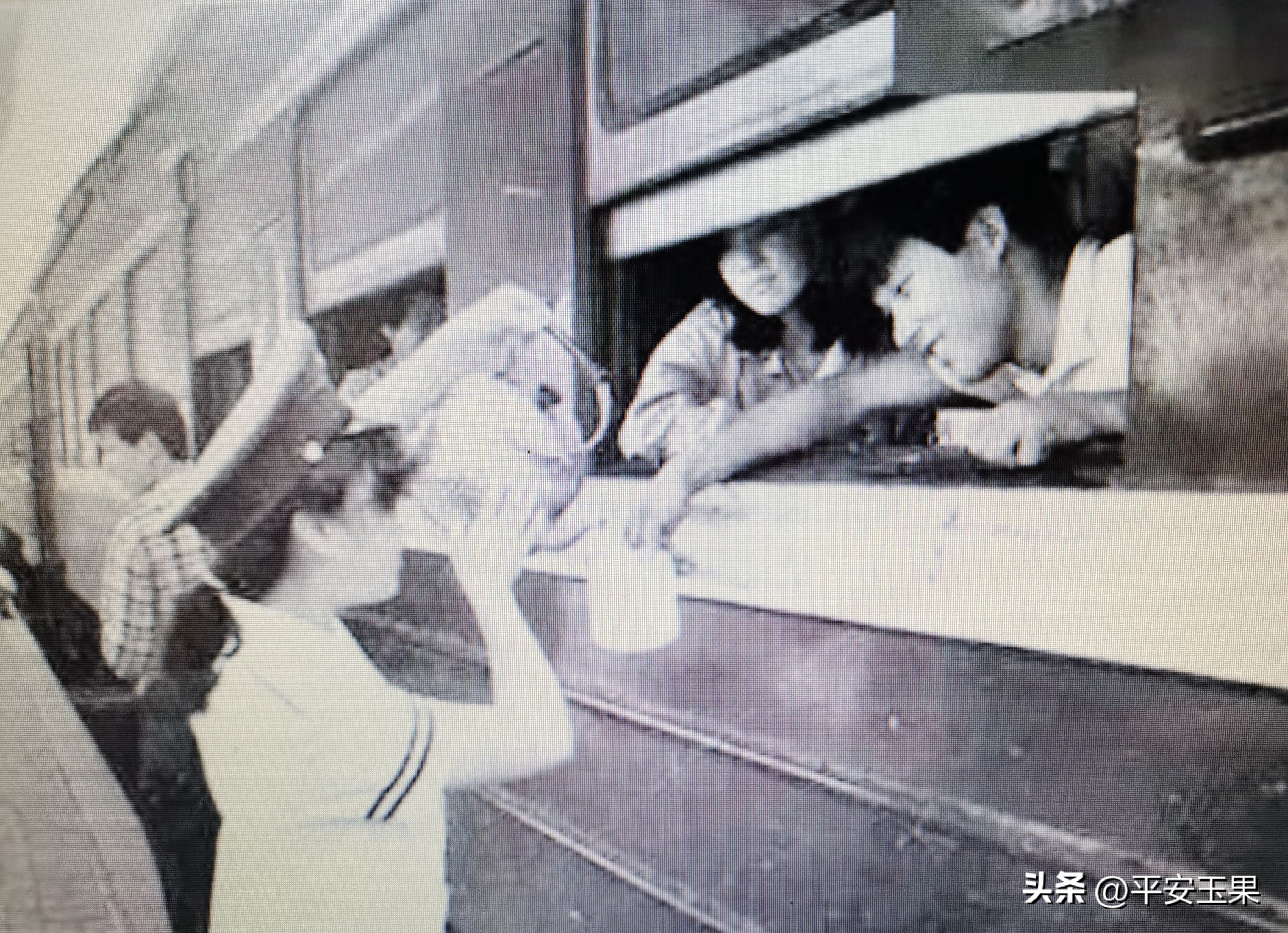 一个代号“茶杯”工程出台始末