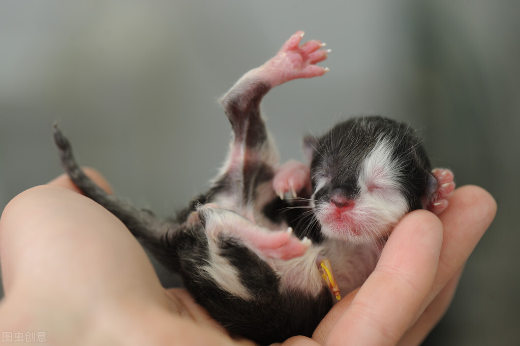 家猫怀孕的要怎么照顾,家有孕猫和其它猫咪怎么相处