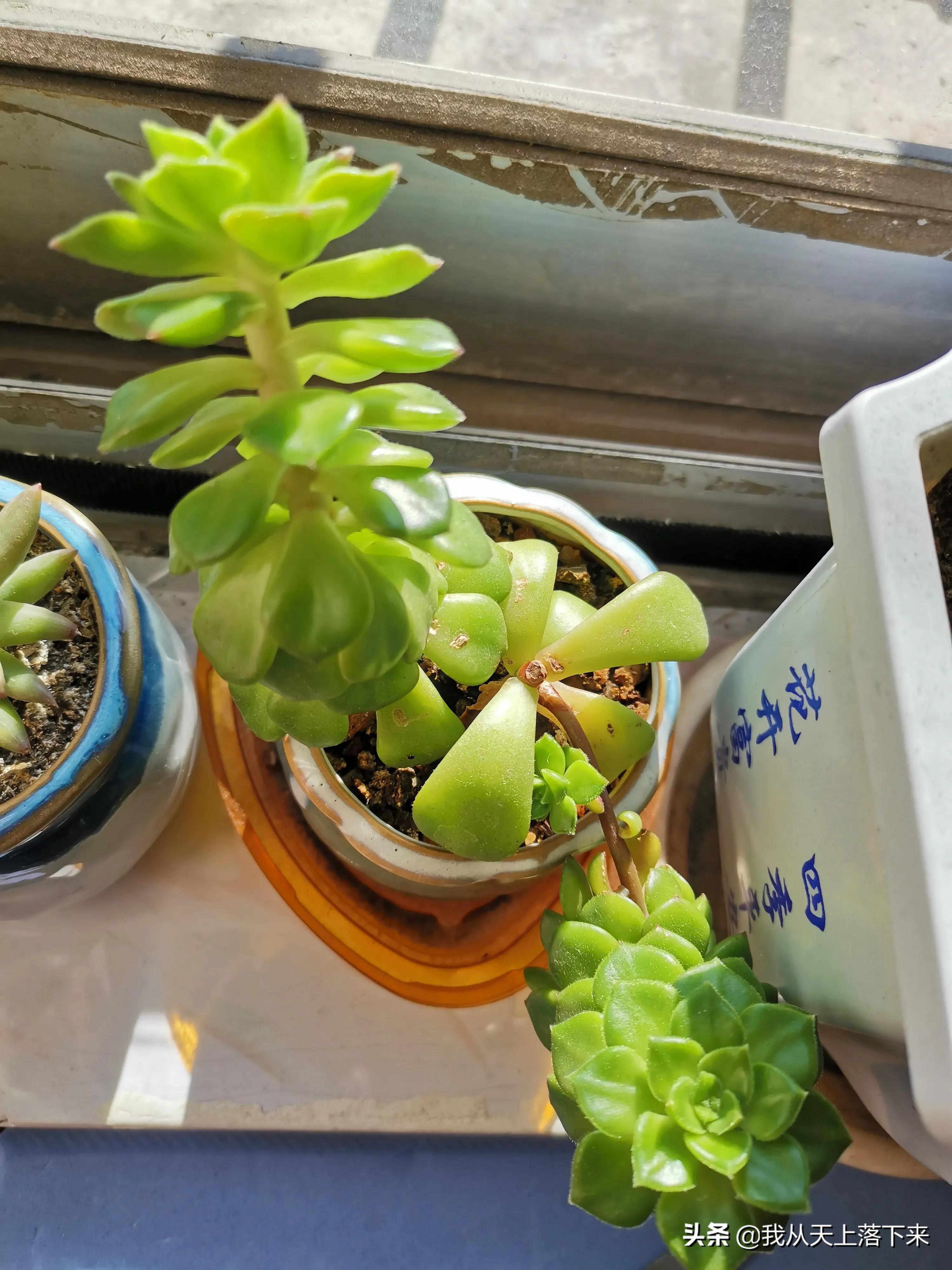 多肉品种及图片大全欣赏,多肉品种辨别图片大全欣赏