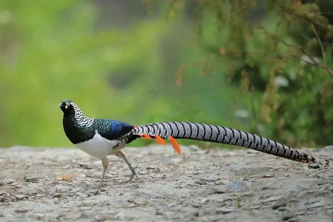 上山捡了野鸡蛋,山上捡的野鸡蛋孵出来能活吗