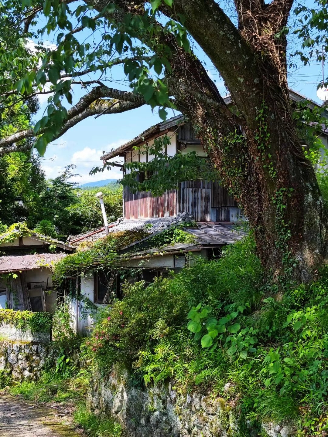 京都旅游住宿排行榜,京都人的私房雅趣全集