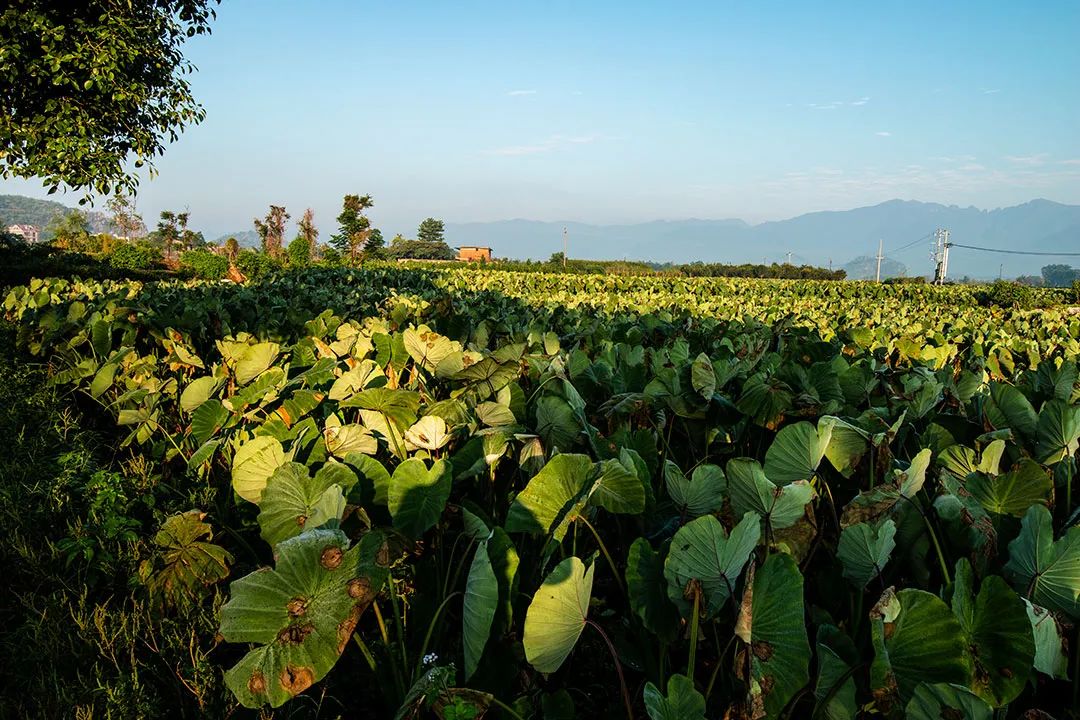 芋头高产窍门,芋头高产高效品种
