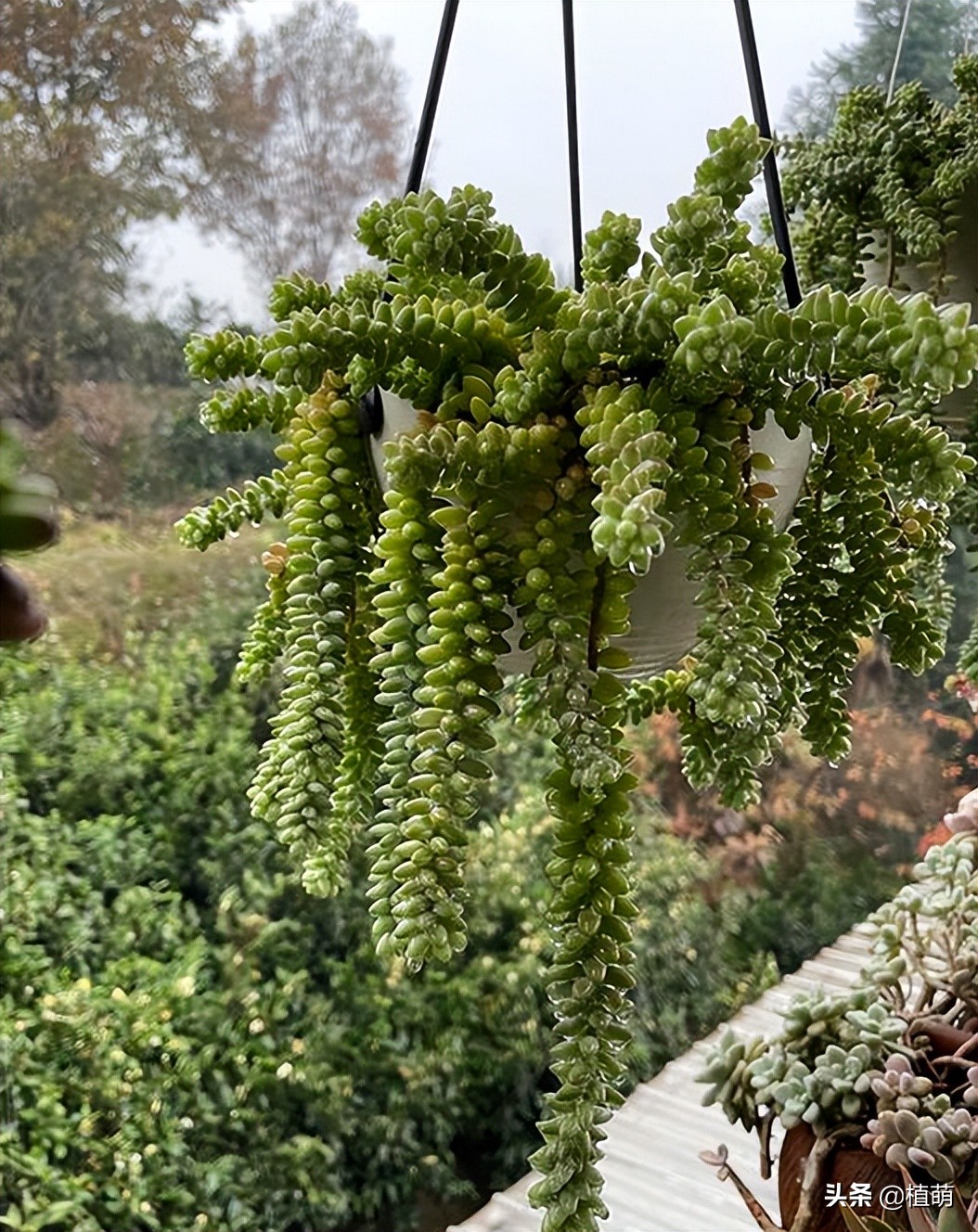 爆盆多肉玉坠,玉缀怎么养才爆盆